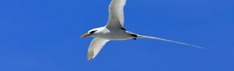 White-tailed tropicbird