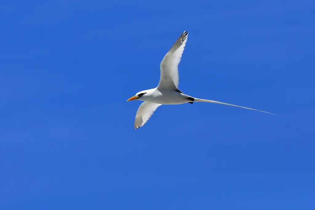 White-tailed tropicbird