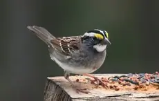 White-throated sparrow