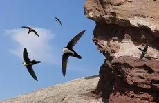 White-throated swift
