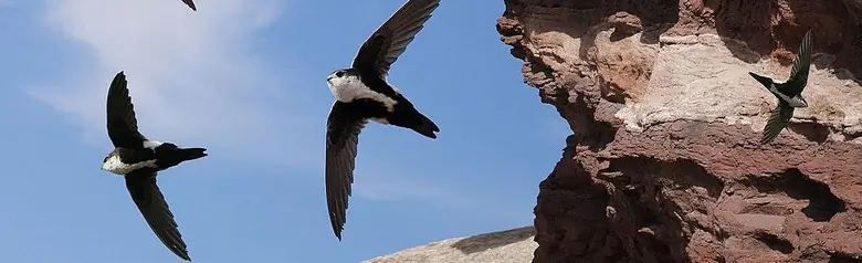 White-throated swift