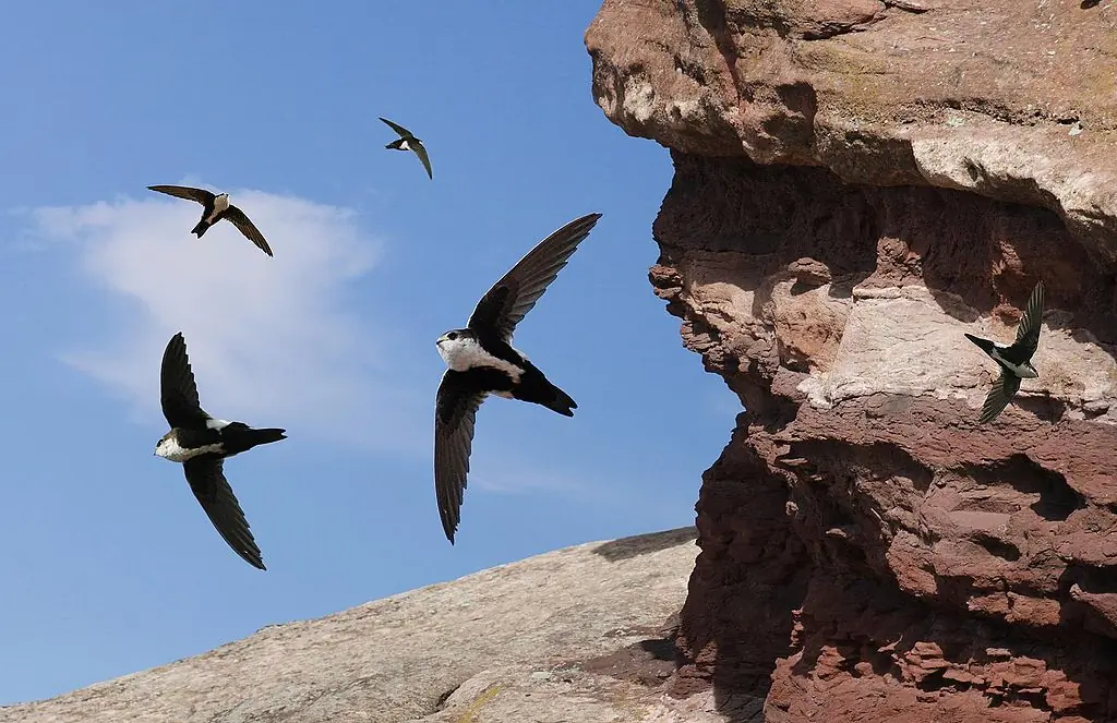 White-throated swift