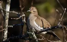White-winged dove