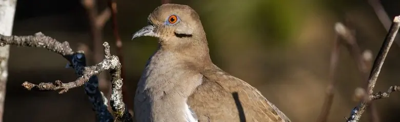 White-winged dove