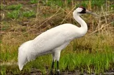 Whooping crane