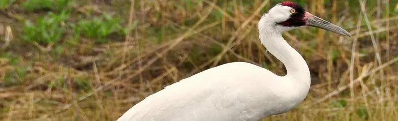Whooping crane