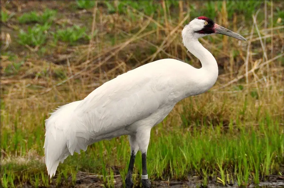 Whooping crane