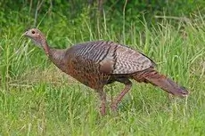 Wild turkey