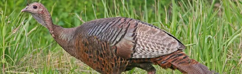 Wild turkey