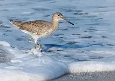 Willet