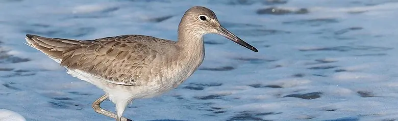 Willet