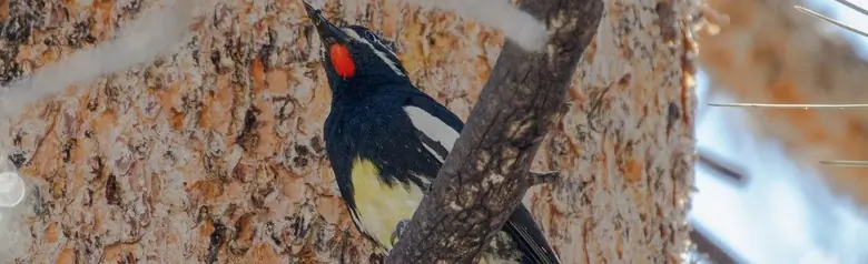 Williamson's sapsucker