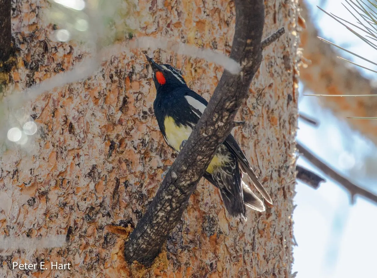 Williamson's sapsucker