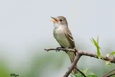 Willow flycatcher