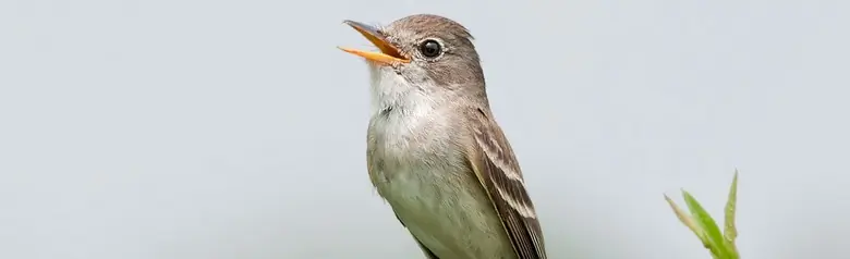 Willow flycatcher