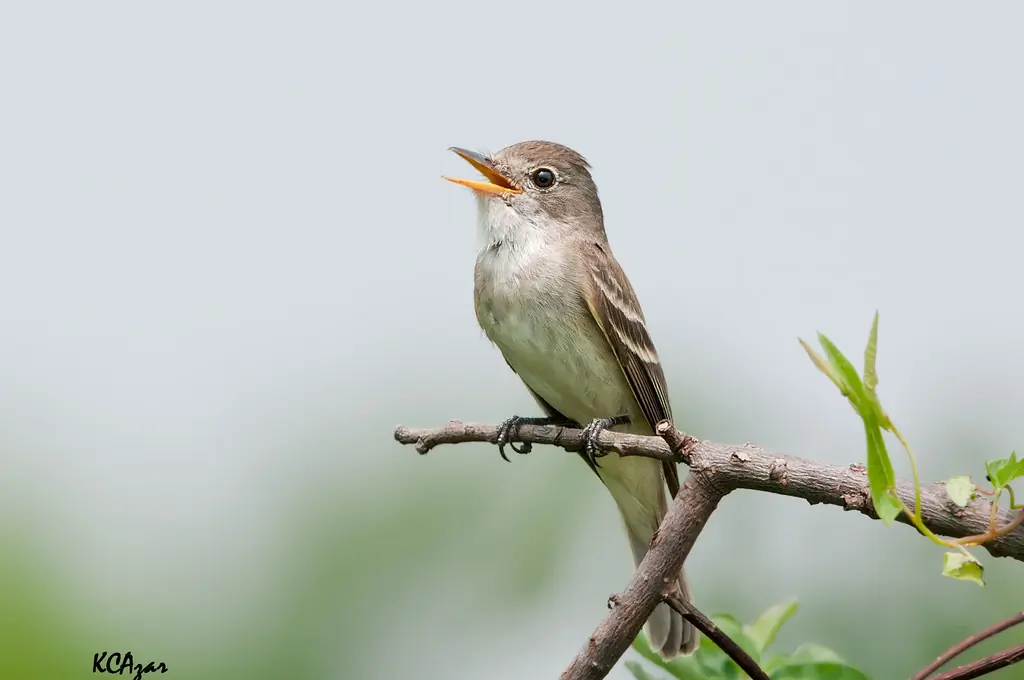 Willow flycatcher