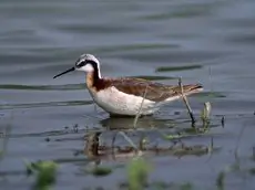 Wilson's phalarope