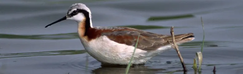 Wilson's phalarope