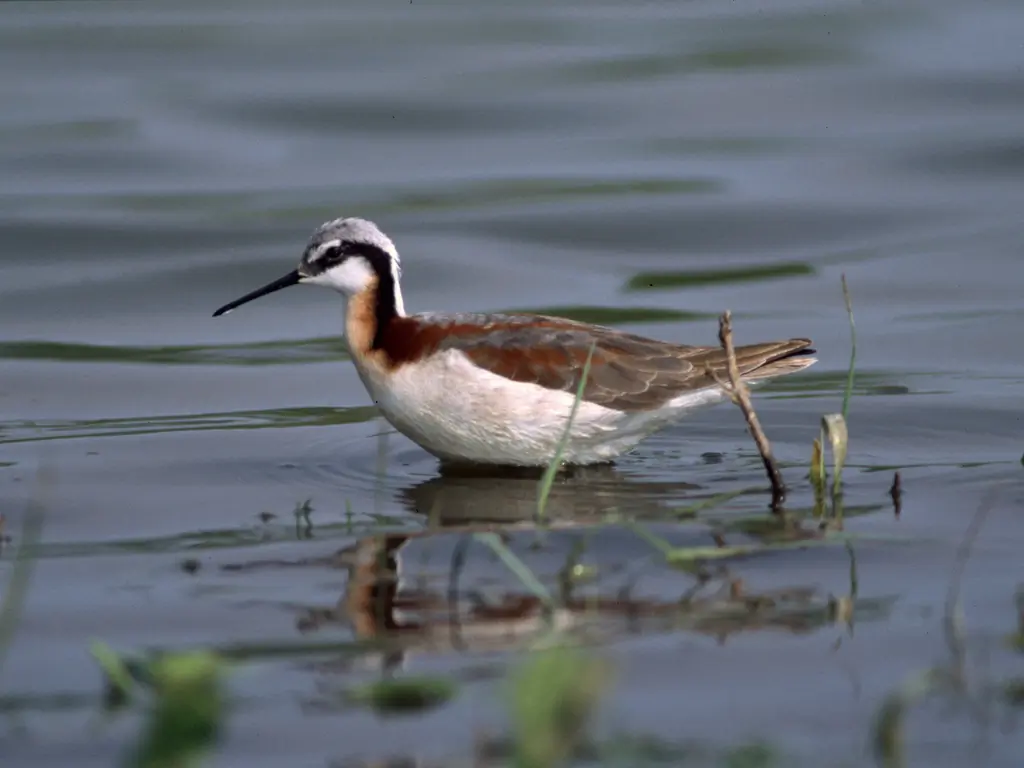 Wilson's phalarope