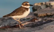 Wilson's plover