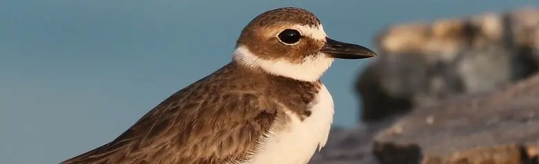 Wilson's plover