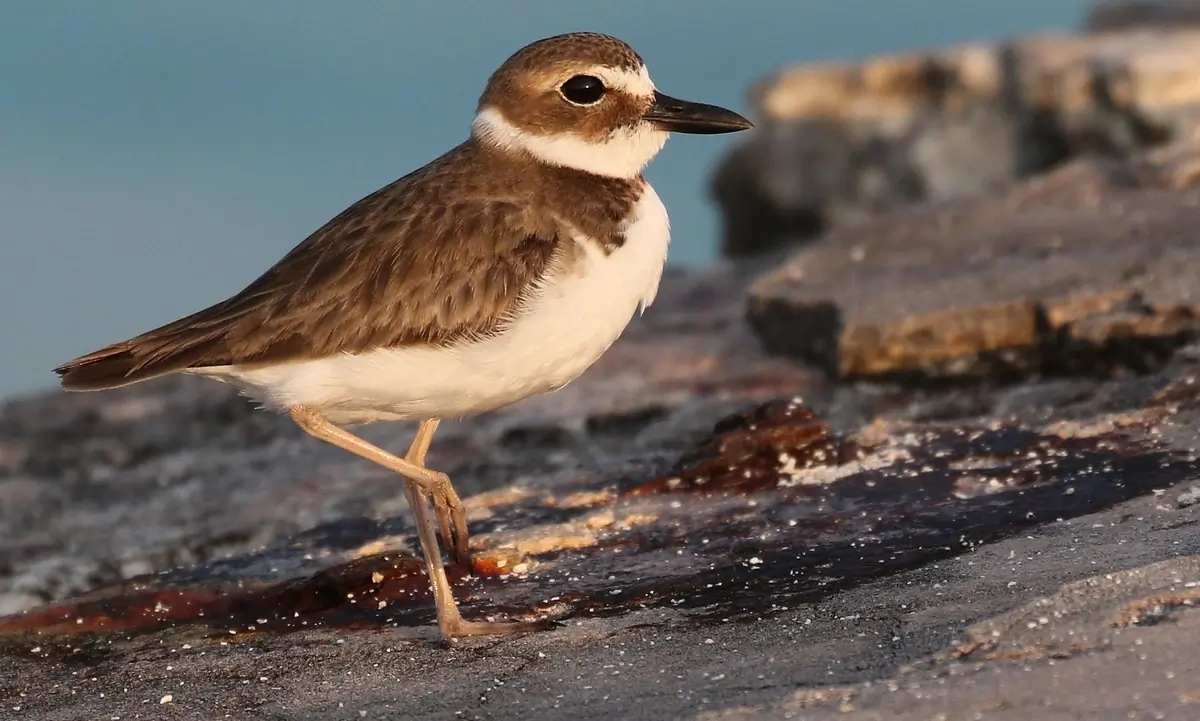 Wilson's plover