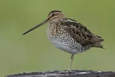 Wilson's snipe
