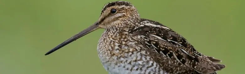 Wilson's snipe