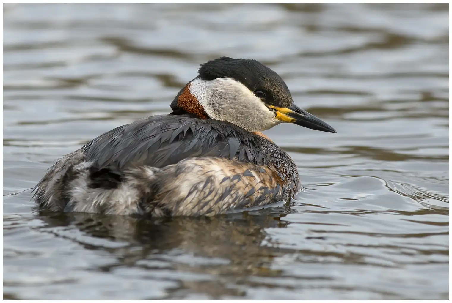 Red-necked grebe