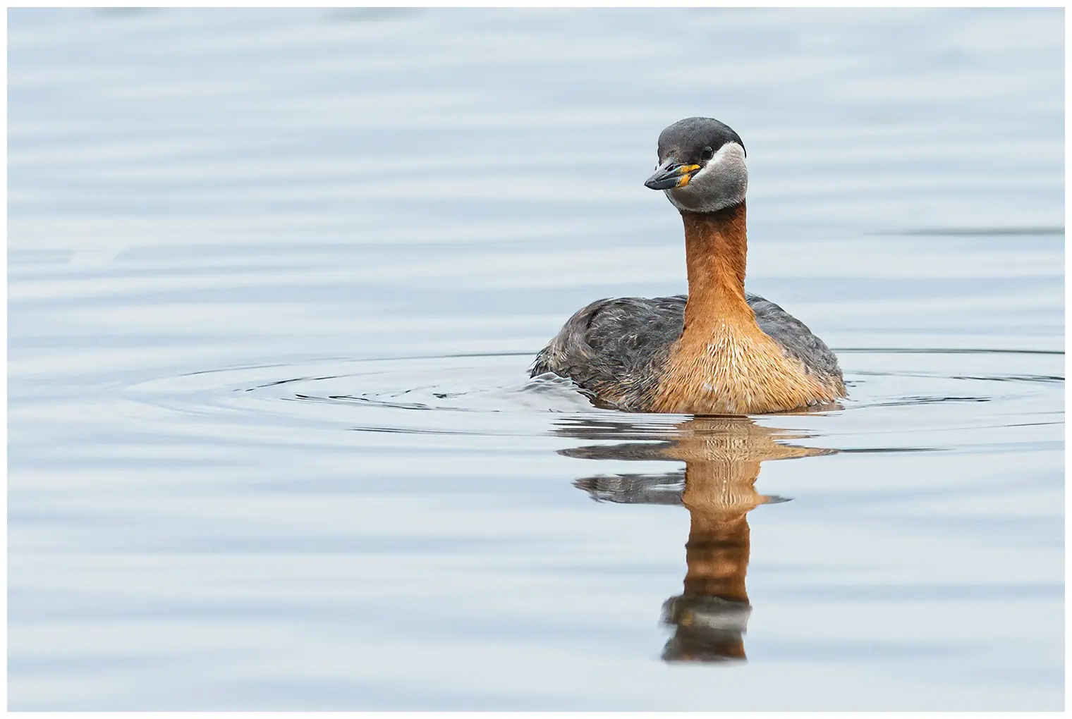 Red-necked grebe