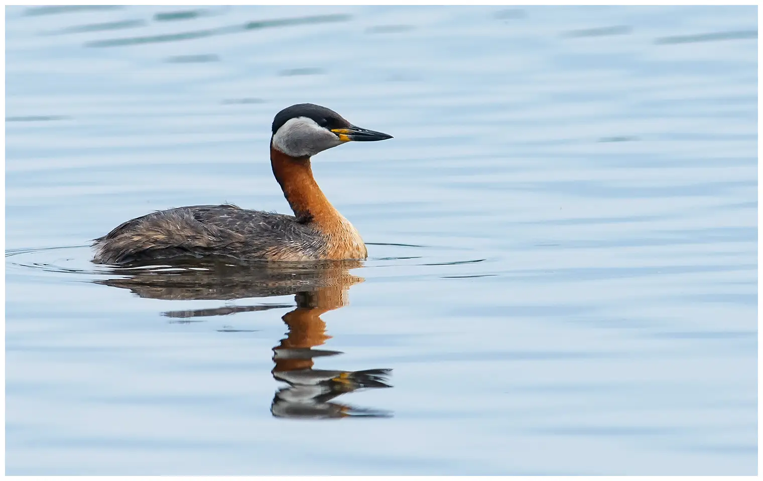 Red-necked grebe