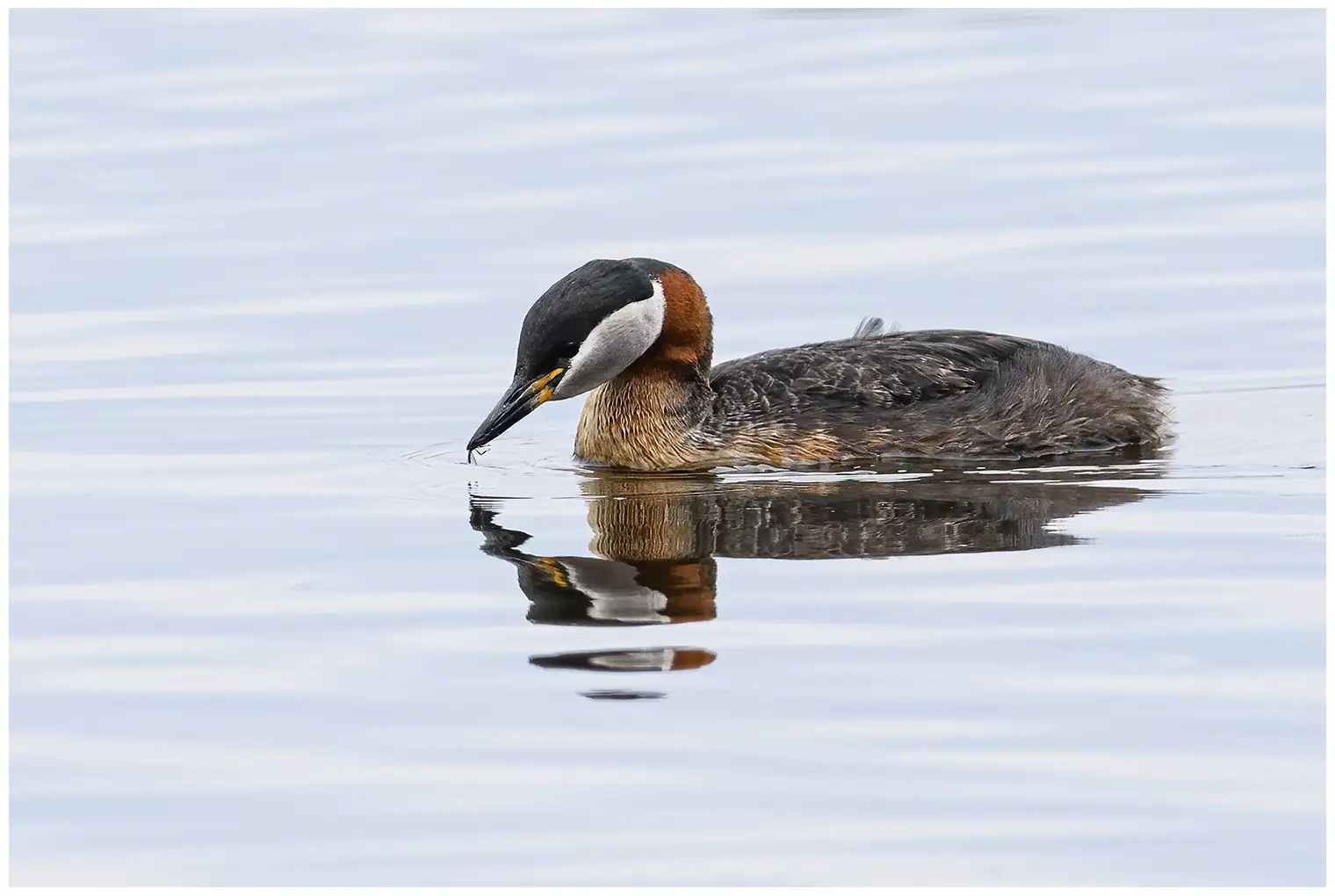 Red-necked grebe