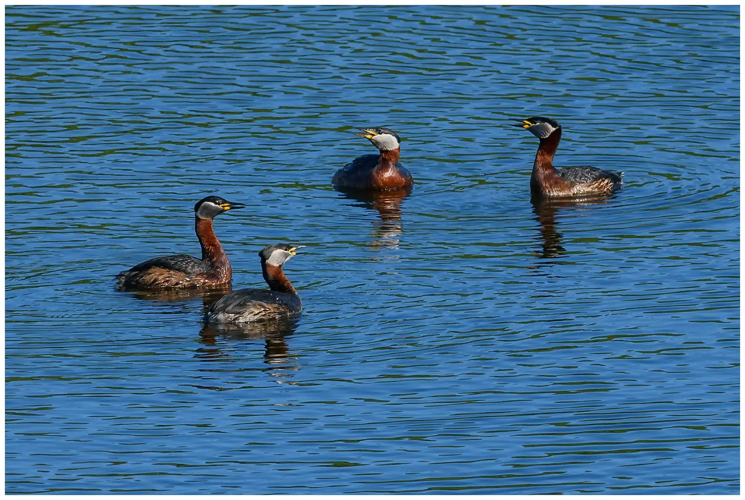 Red-necked grebe