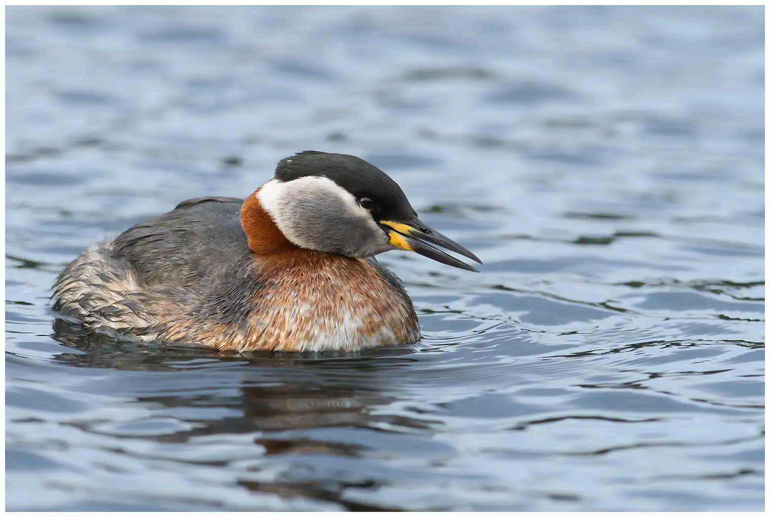 Red-necked grebe