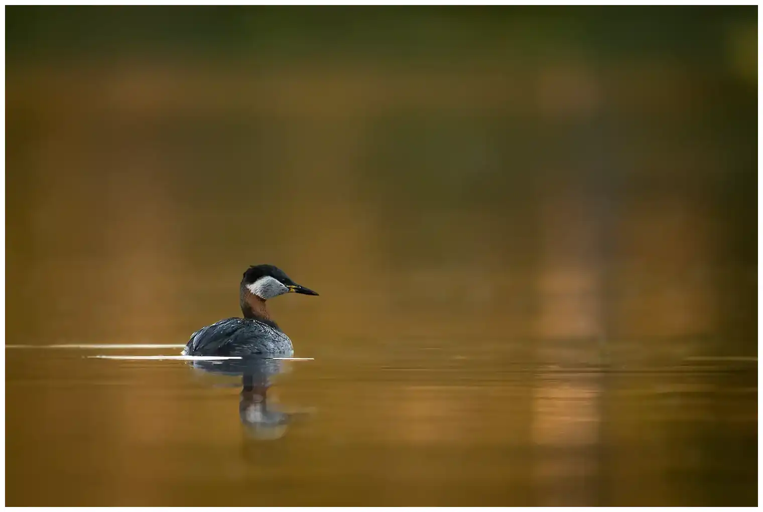 Red-necked grebe