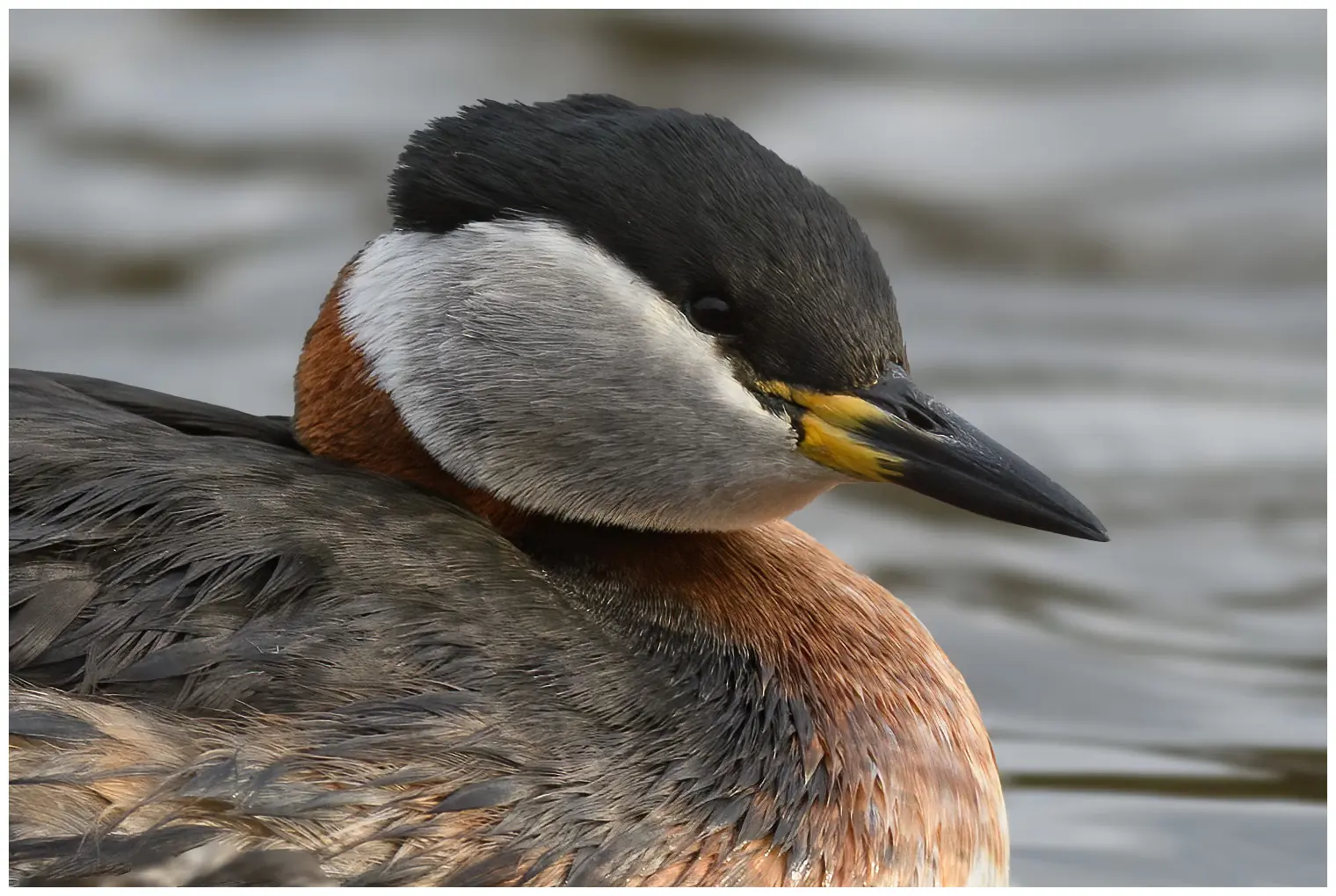 Red-necked grebe