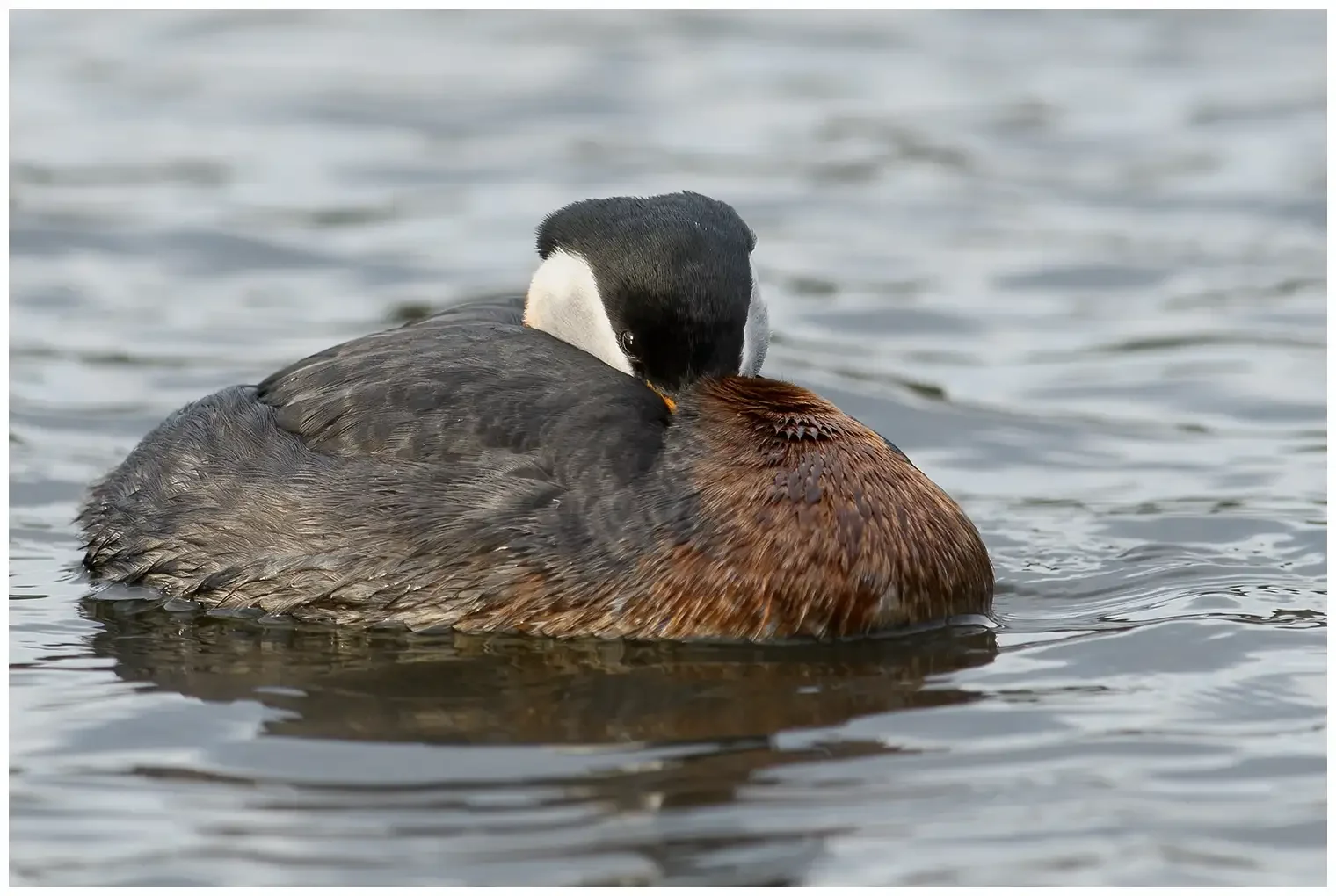 Red-necked grebe