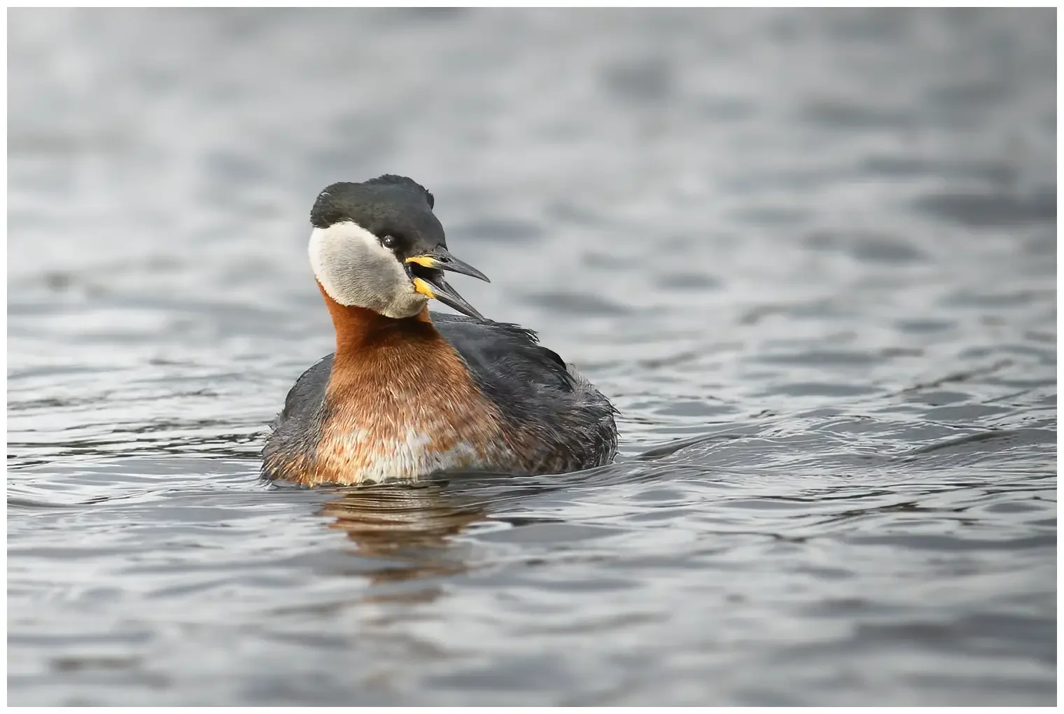 Red-necked grebe