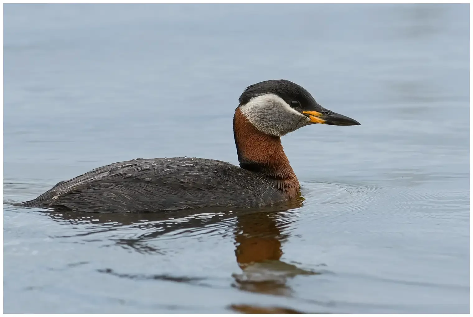 Red-necked grebe