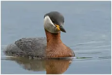 Red-necked grebe