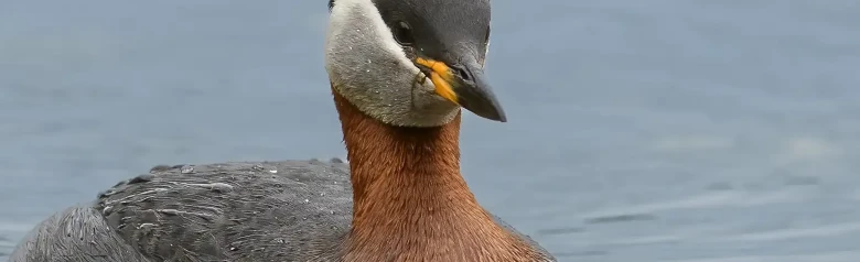 Red-necked grebe. The throat is rusty red, the cheeks are grey, and the beak is dark with a yellow base. The black cap covers the eyes.