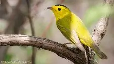 Wilson's warbler