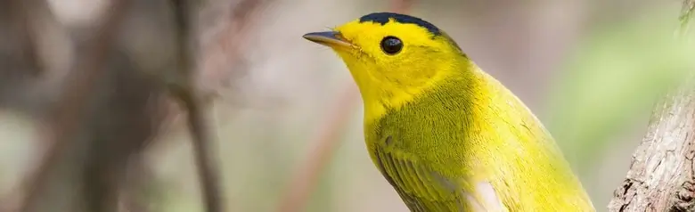 Wilson's warbler