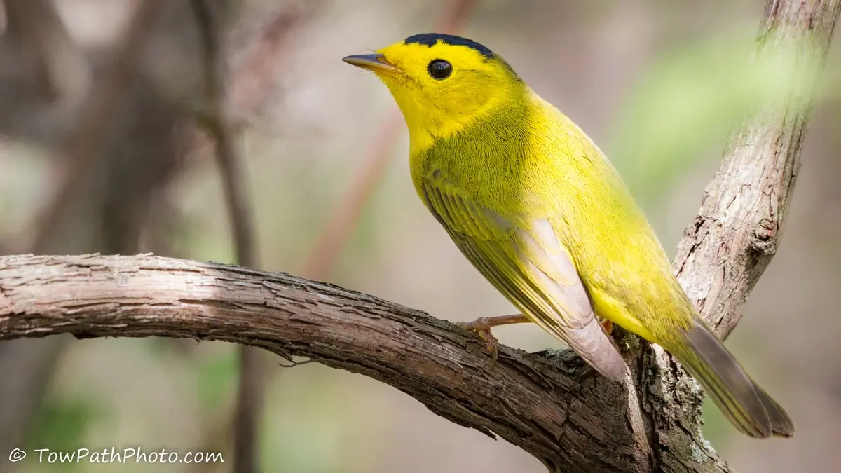 Wilson's warbler