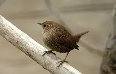 Winter wren