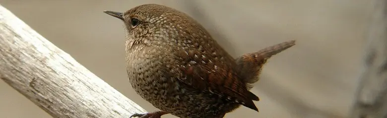 Winter wren