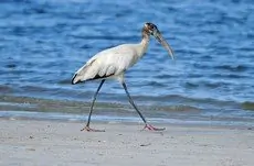 Wood stork