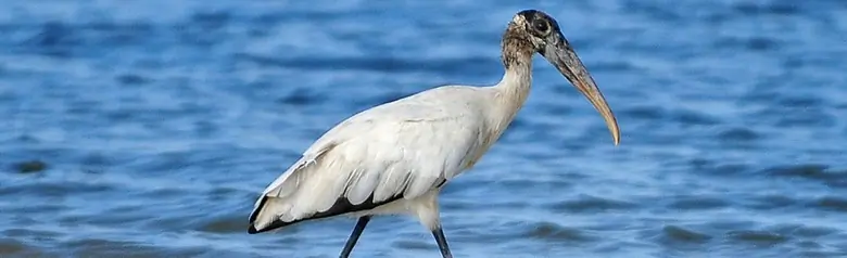 Wood stork