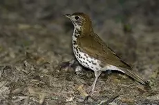 Wood thrush
