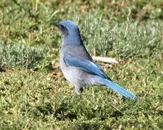 Woodhouse's scrub jay